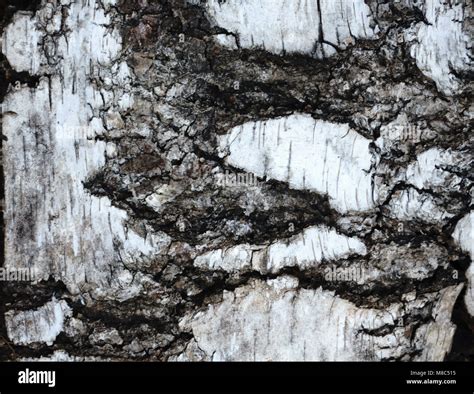 Dark Tree Bark Texture Stock Photo Alamy