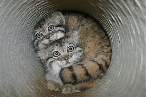 Manul Is The Most Expressive Cat In The World Pictolic