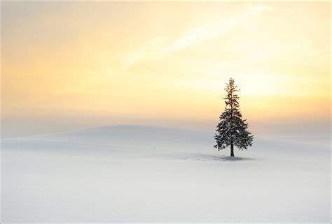Christmas Tree In Hokkaido By Woosra Kim Christmas Tree Tree Winter