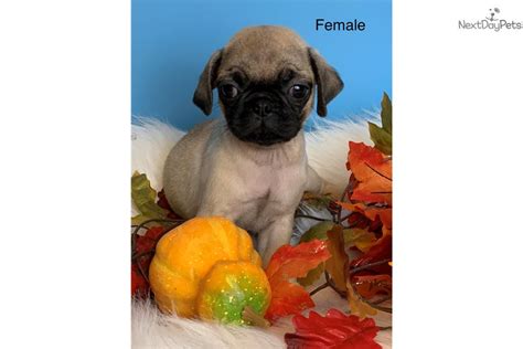 This is our life & love. Flo: Pug puppy for sale near Tulsa, Oklahoma. | cdf2cff1-5fe1
