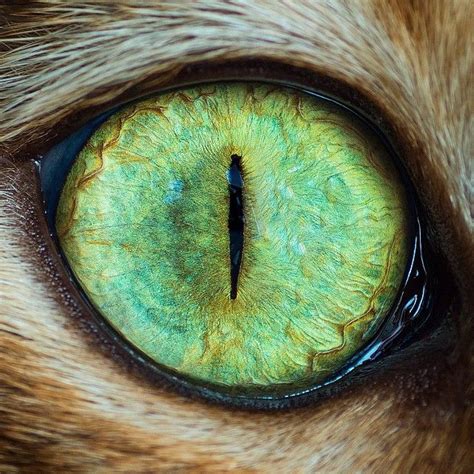 8 Amazing Photos Photographer Highly Allergic To Cats Now Shoots