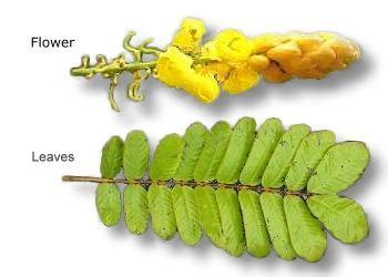 With this tool you can type in english and get in punjabi. Gelenggang Besar (Cassia alata) | Jualan Benih dan Koleksi ...