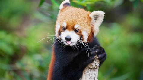 Indiana Zoo Welcomes 2 Baby Red Pandas 971 The River