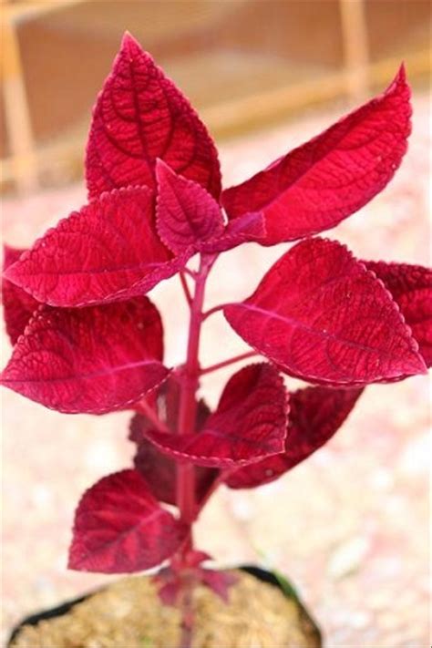 Gambar Daun Merah Ani Gambar