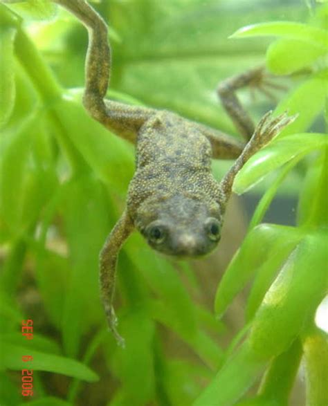 However the eggs and tadpoles are very unlikely to survive to reach maturity. African Dwarf Frog (hymenochirus boettgeri) Photos ...