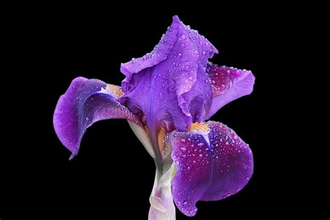 Iris Flower Meaning Wisdom Hope And Symbolic Significance