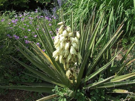 Yucca Plant Types Care And Maintenance