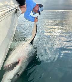 Unbelievable Great White Shark Tracker Leebeth The Untold Truth %e2%80%93 Discover The Shocking Details