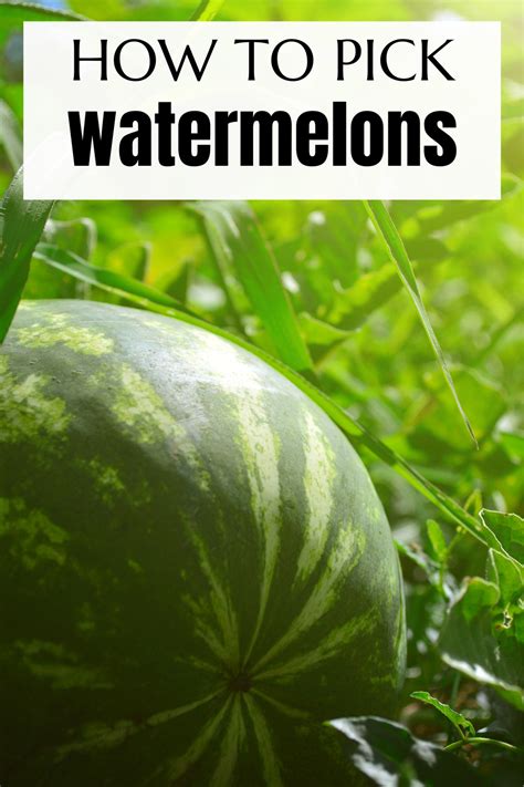 How To Pick The Perfect Watermelon Joy To The Food 47 Off