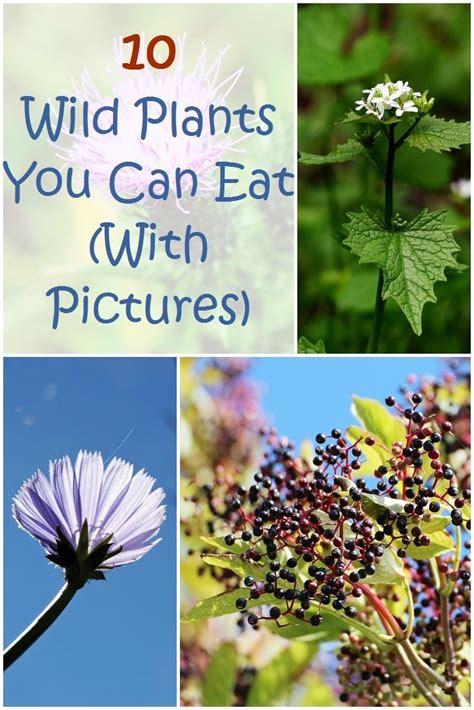 10 Wild Plants You Can Eat With Pictures Shtfpreparedness Edible