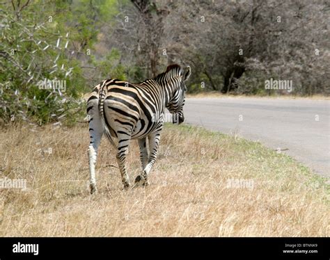 Common Zebra Plains Zebra Or Burchells Zebra Equus Quagga Burchelli