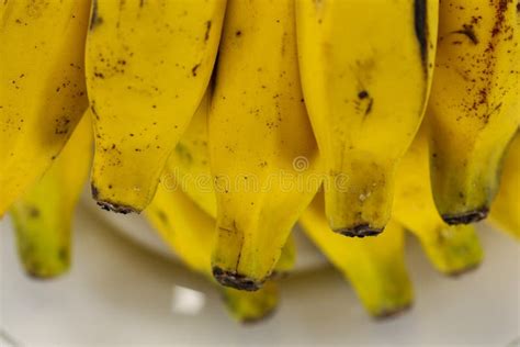 Brazilian Banana Tropical Fruit Stock Photo Image Of Rich Fruit