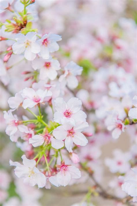 Cherry Blossoms Blooming Under The Blue Sky Stock Image Image Of