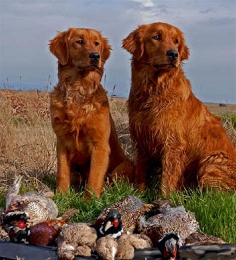 The red golden retriever looks similar to a golden retriever, but he does have slight variations in appearance. Dark Red Golden Retriever Puppies For Sale Near Me - petfinder