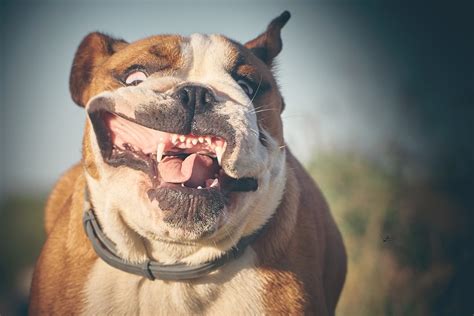 English Bulldog Smile Free Photo On Pixabay Pixabay