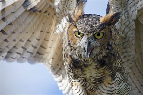 Great Horned Owls Facts