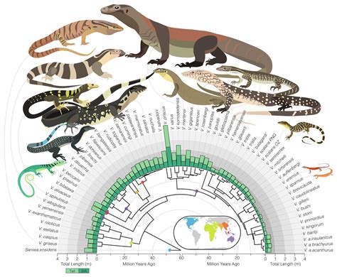 Species New To Science Herpetology • 2020 Phylogenomics Of Monitor