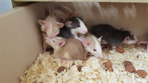 Pets offered by humane societies and shelters, owners and breeders locally in toronto (gta). 3x Dumbo Ear Fancy Rats for Sale 6 Weeks Old | West ...