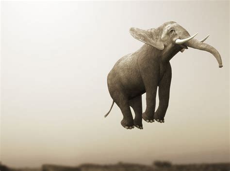 Are You Actually An Elephant Expert Playbuzz