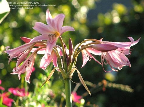 Plantfiles Pictures Crinum Lily Powell Lily Crinum X Powellii By