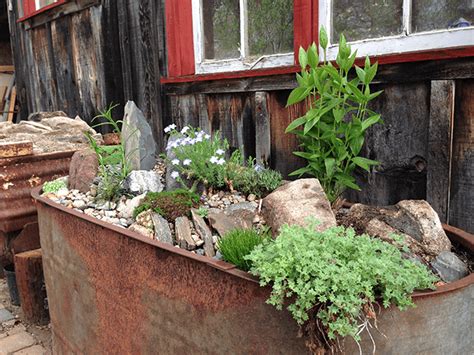 What better use for your garden than to grow a medley of vibrant and exciting plants? Galvanized Water Trough Planters | Galvanized water trough ...
