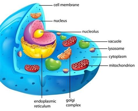 We did not find results for: Cell Study Guide - Biology 101 Free Biology Study Guides ...