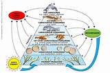 Images of Aquatic Ecosystems Food Web