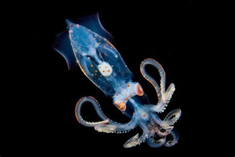 Beautiful Close Up Underwater Photos Of Luminous Sea Creatures Petapixel