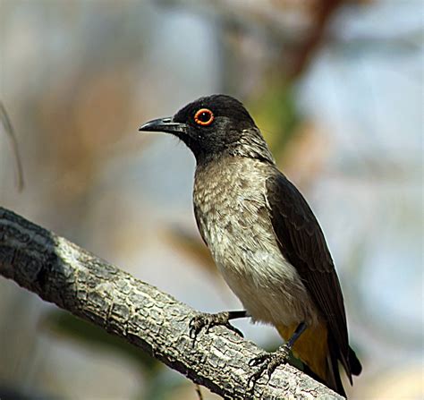 Wallpaper Id 912133 African Red Eyed Bulbul Animal Photography