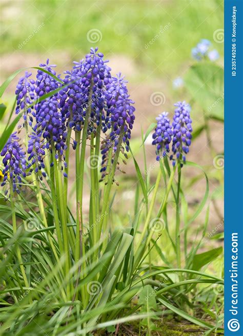 Blooming Spring Garden Fresh Blue Wild Hyacinths Stock Photo Image