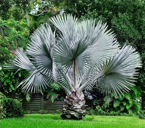 The Charms Of Palms The Best Palm Trees To Grow In Our