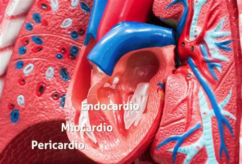 ¿qué Es El Corazón 📌 Anatomía Y Funcionamiento 2023