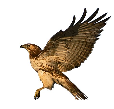 Flying Falcon Png Hd Quality Png Play