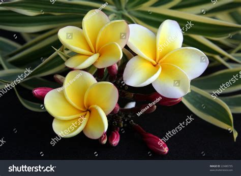 Then, using sunlight, water, and minerals from the soil, plants absorb feel better faster. Hawaiian Plumeria Flower Used For Making Leis. Stock Photo ...