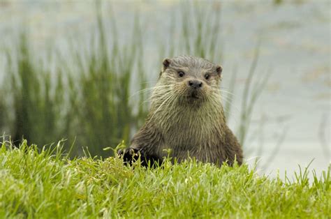 lee ecology otter surveys consultancy devon cornwall somerset