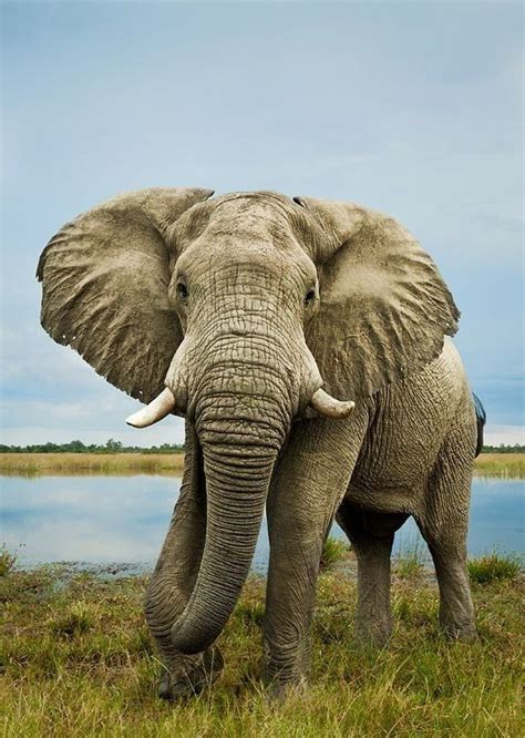 Gorgeous Bull Elephant Elephants Photos Elephant Pictures