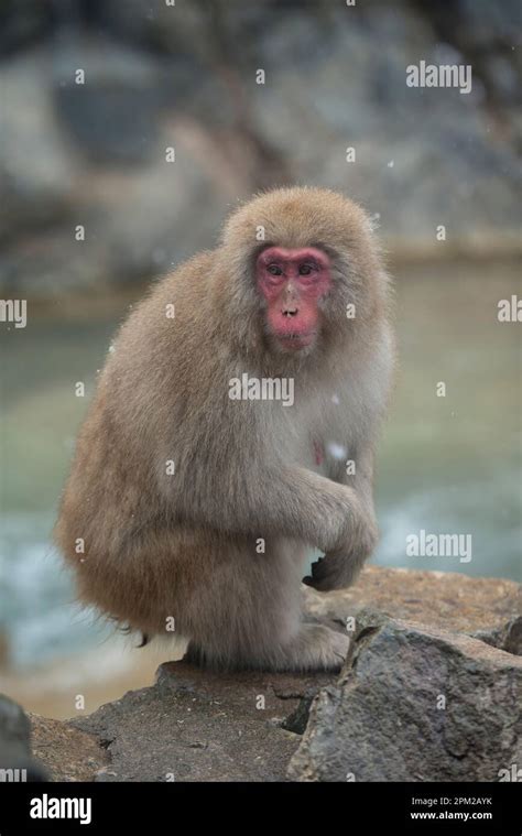 Japanese Macaque Monkey Macaca Fuscata In Stream With Snow Falling