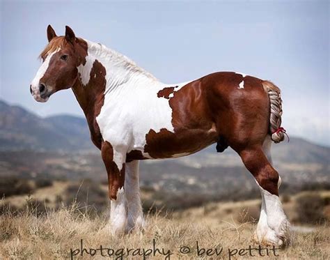 This Handsome And Powerful Stallion Spotted Draft Horse Society