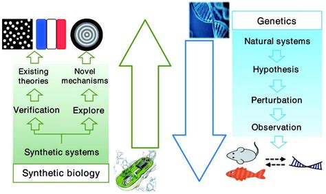 Applications And Prospects Of Synthetic Biology In Exploring The Basic