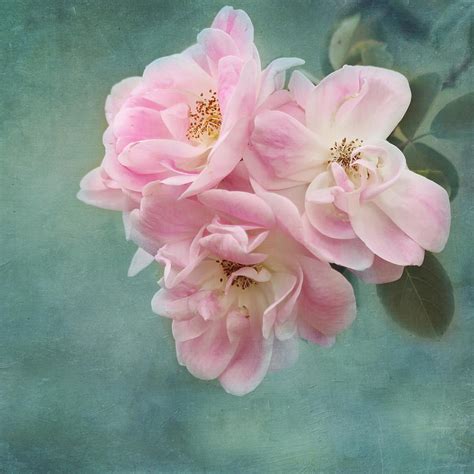 Enchanted Pink Rose Photograph By Kim Hojnacki Fine Art America