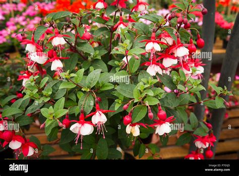 Fuchsia Snowcap On Sale At An English Plant Nursery Stock Photo Alamy