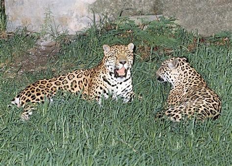 Abes Animals Veracruz Jaguar