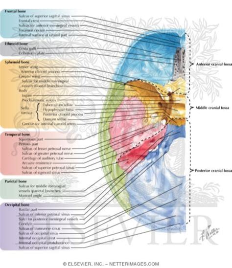 Bones Markings And Orifices In Base Of Skull Bones Of Cranial Base