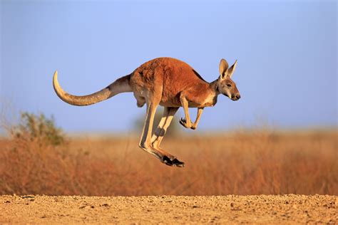 Kangaroo Habitat Behavior And Diet