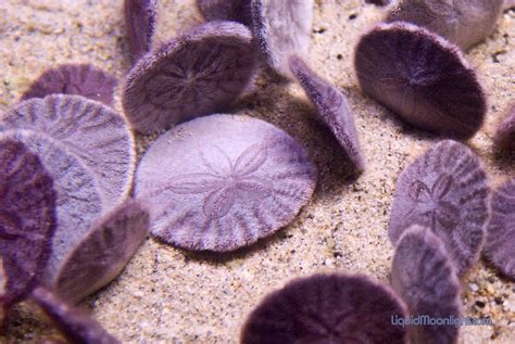 Dune sand from the gobi desert, mongolia 3. Live Sand Dollars | Most people probably don't realize ...