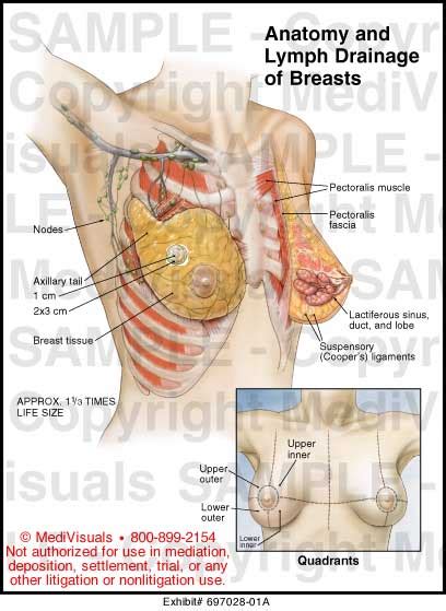 The breast is somewhat circular in shape. Anatomy and Lymph Drainage of Breasts Medical Illustration