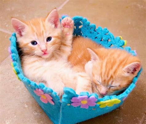 Kitten Basket Kittens Cutest Tiny Kitten Kittens