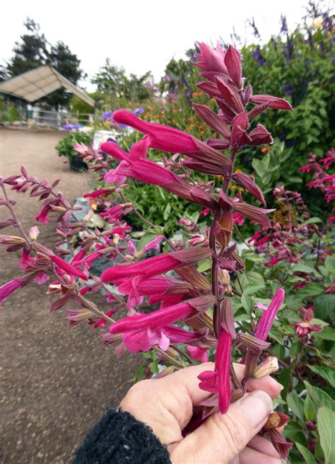 Salvia Wendys Wish Buy Online At Annies Annuals