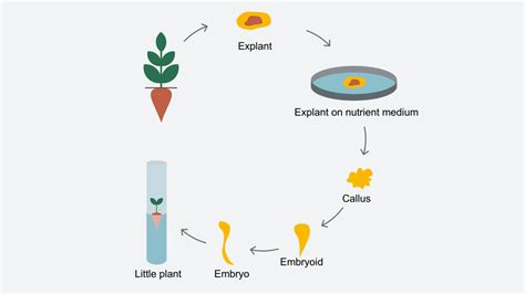 What is scope and training of plant tissue culture? Cell and tissue culture - Breeding methods - Innovation ...