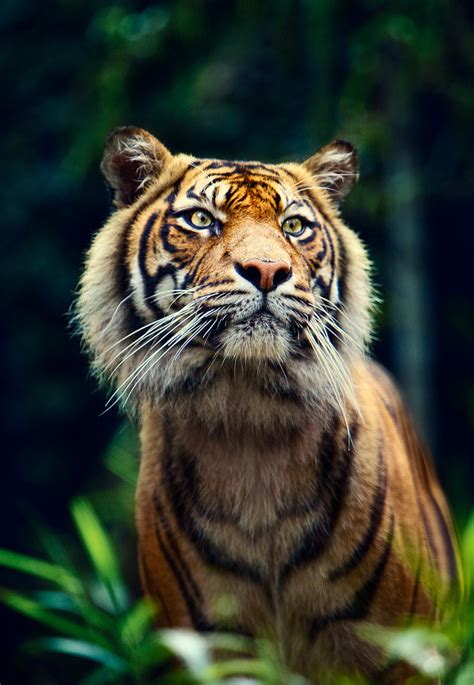 Tiger Portrait By Shutupyourface Magical Nature Tour